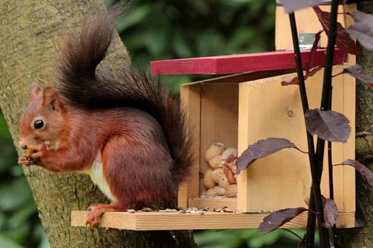 Was kommt in ein Eichhörnchen Futterhaus?