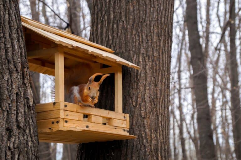 Eichhörnchen Futterhaus aufhängen – Bester Standort!