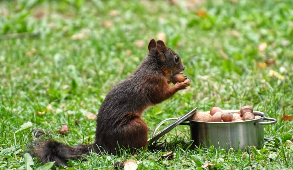 eichhörnchen füttern