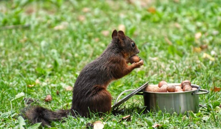 Was kann man Eichhörnchen zu fressen geben?