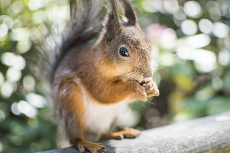 Wie kann man Eichhörnchen anlocken? – 10 Tipps