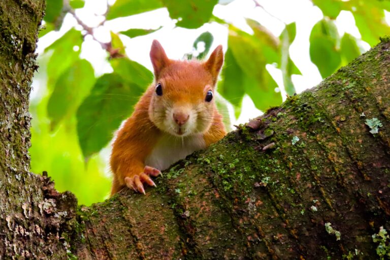 Gehen Eichhörnchen in Rattenfallen?