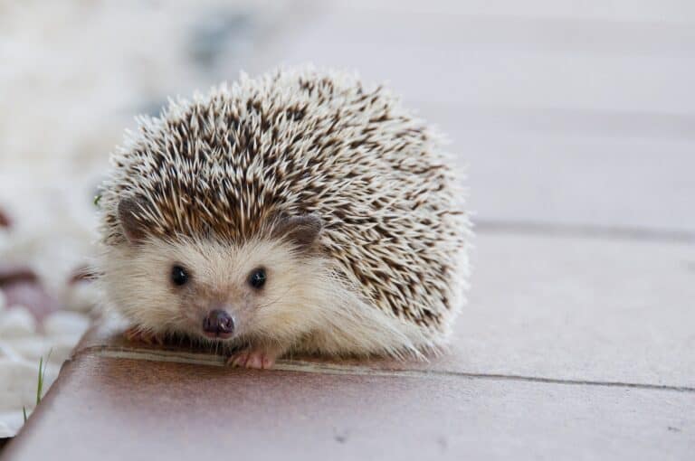 Igel vertreiben – Igel von Terrasse & Garten fernhalten!