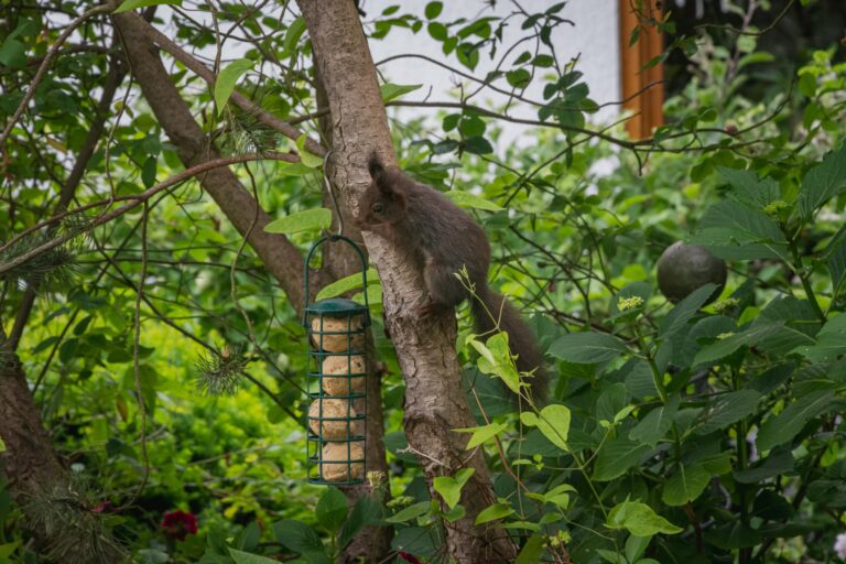 Fressen Eichhörnchen Vögel?