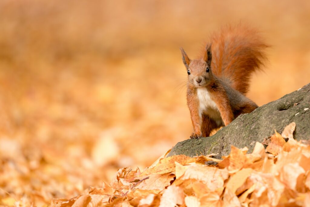 eichhörnchen