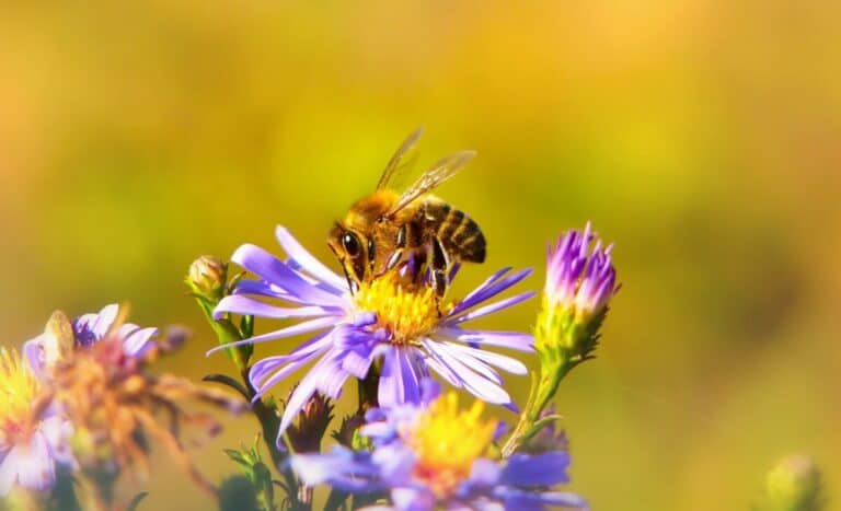 Bienenfreundlichen Garten anlegen – 50 Tipps & Ideen!