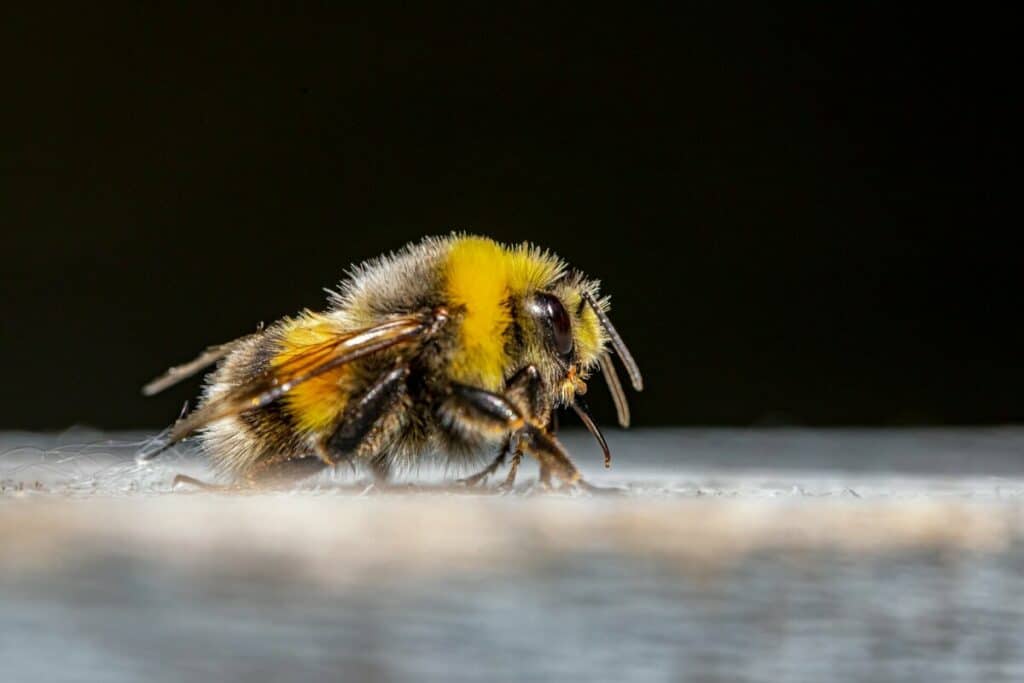 schwachen bienen helfen