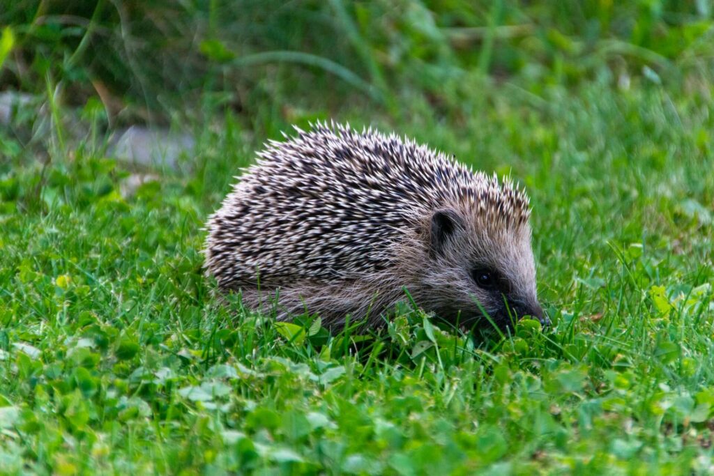 igel fressen mehlwürmer