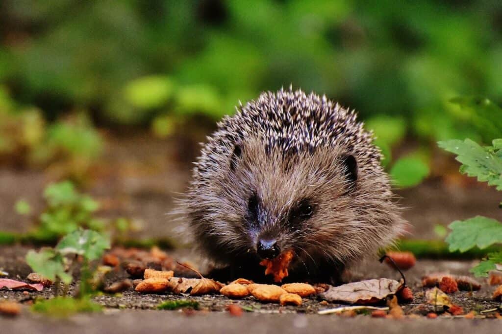 fressen igel ameisen