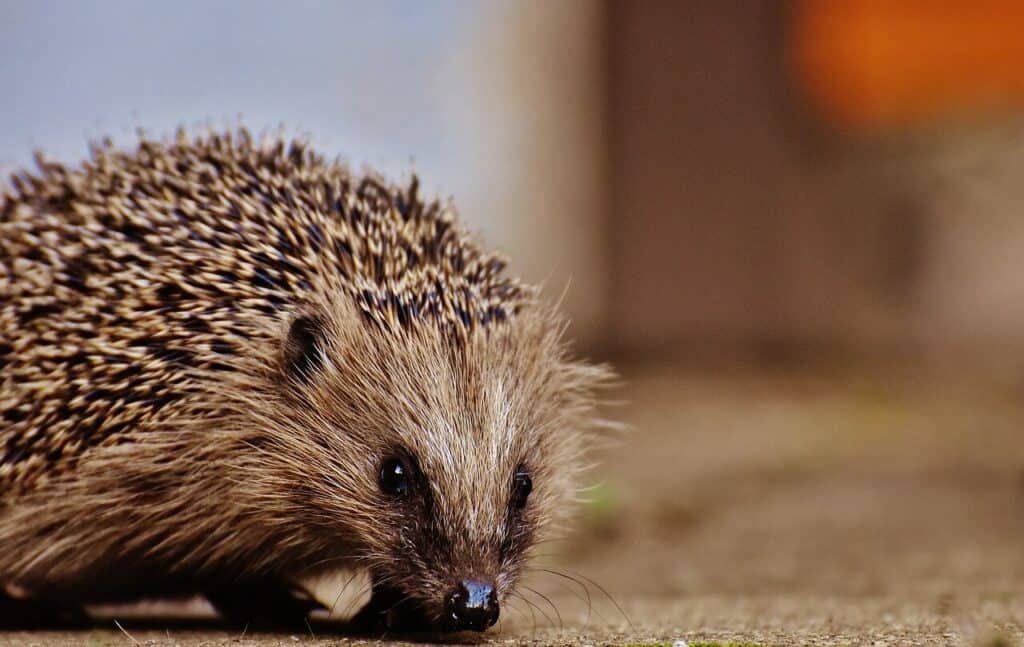 fressen igel frösche