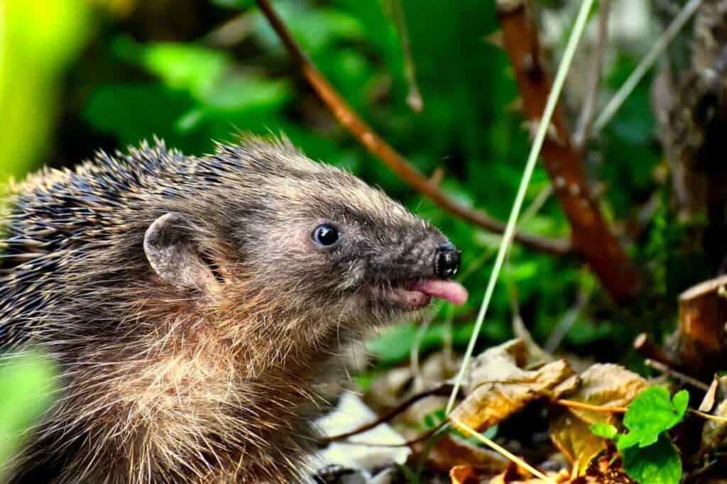 fressen igel mäuse