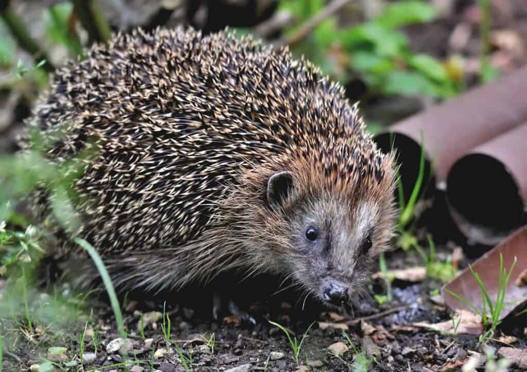 fressen igel schnecken