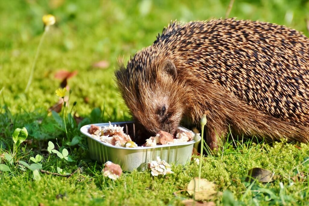 soll man igel füttern