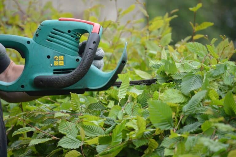 Die Gartenhecke schneiden und pflegen