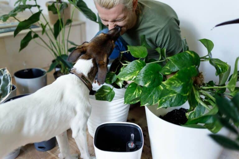 Effizientes Wassermanagement im Garten: Tipps für eine nachhaltige Bewässerung